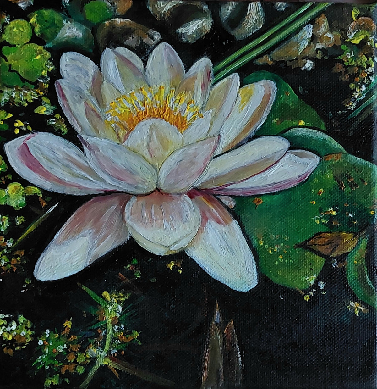 Weiße Seerose, Öl auf Keilrahmen, Wasserszene im Gartenteich, Blume