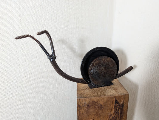 Schnecke Schwarzkappe