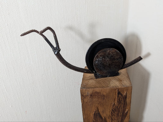Schnecke Schwarzkappe